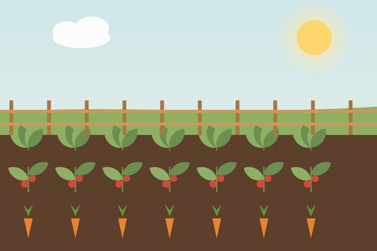 Rows of lettuce, tomatoes, and carrots in garden soil